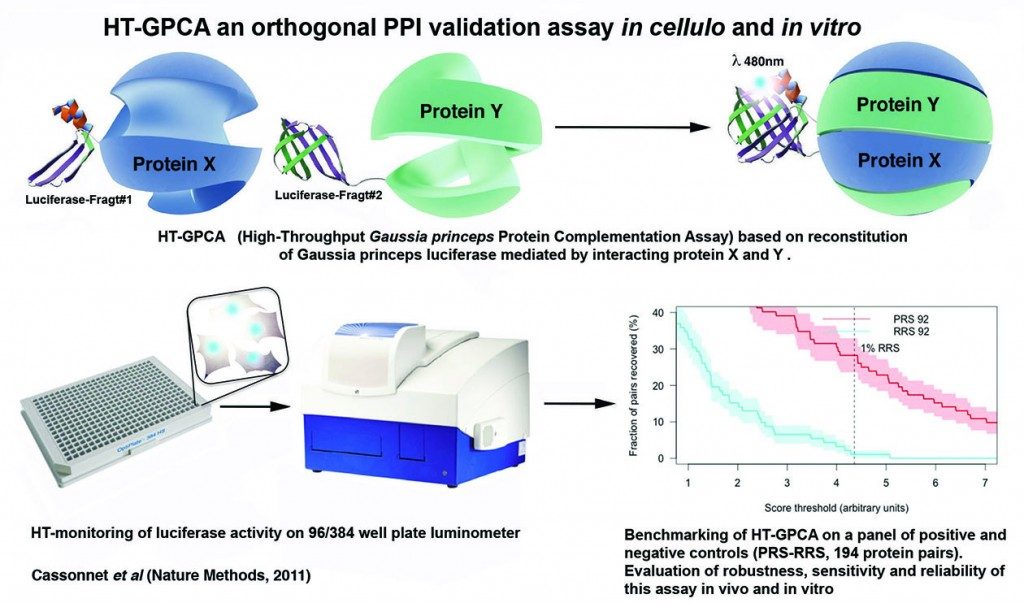 Yves Jacob High Throughput Protein Protein Interaction Assay Based On