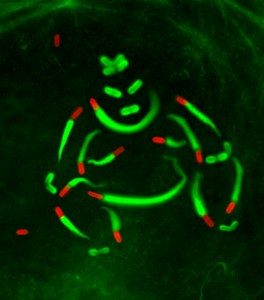 Photo montage of immunofluorescence pictures of cells infected with Listeria monocytogenes. Bacteria (in red) and actin comet tails (in green) were artificially reorganized to symbolize a sumo wrestler, illustrating the discovery that Listeria impairs host cell SUMOylation to promote infection.