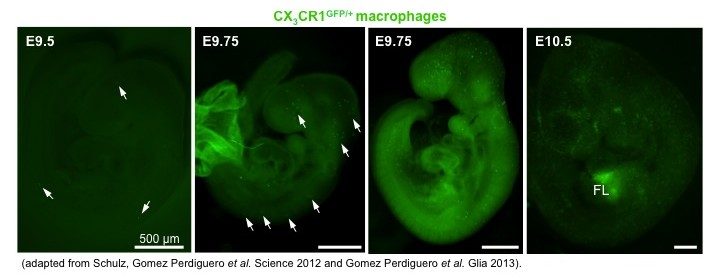 Emergence of CX3CR1-GFP macrophages in the E9.5 to E10.5 embryo. 
