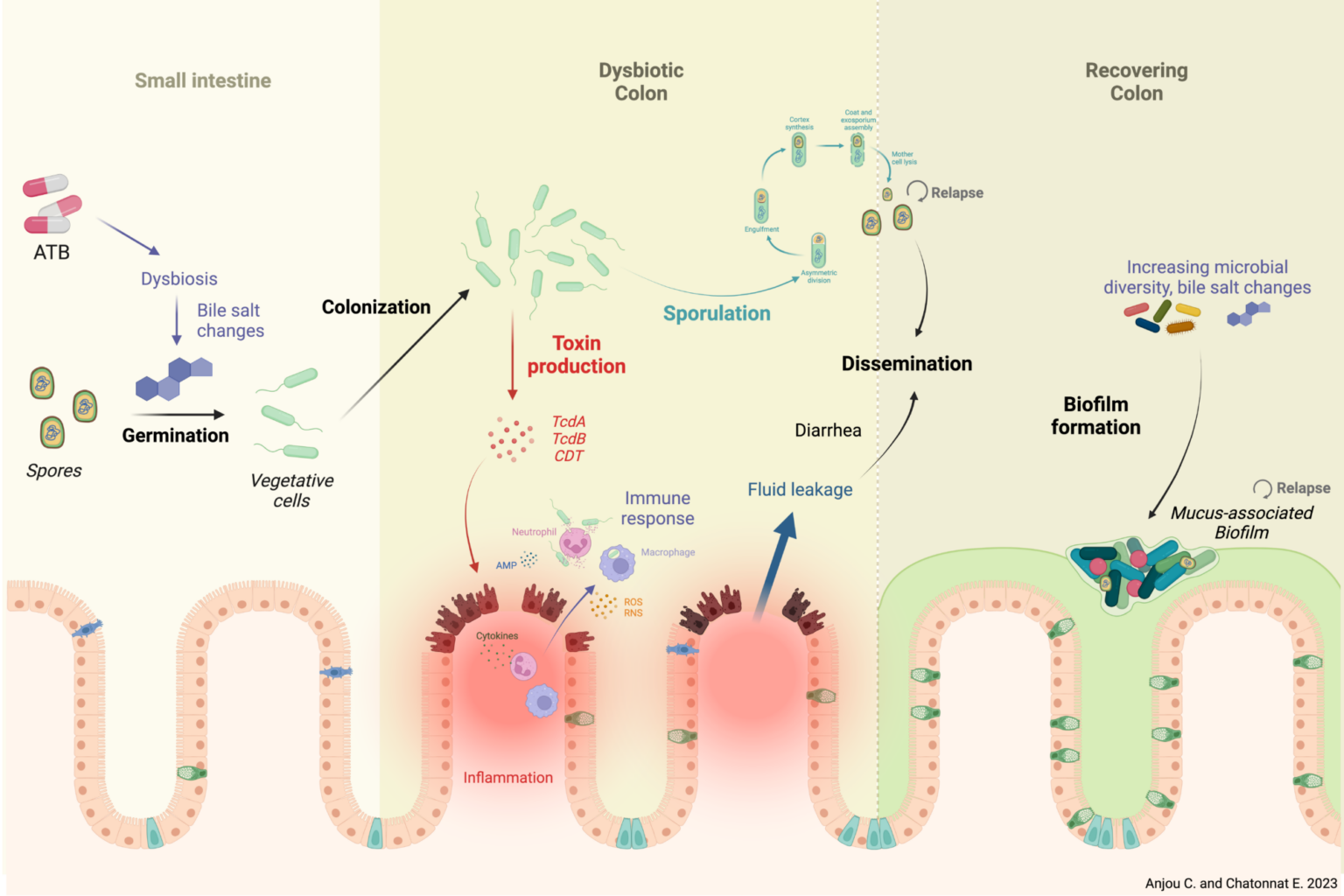 Bruno Dupuy - Pathogenesis of Bacterial Anaerobes | Research - Institut ...