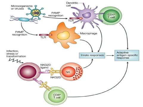 Innate Immunity and HIV infection • Research - Institut Pasteur