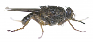 The savannah tsetse fly Glossina morsitans