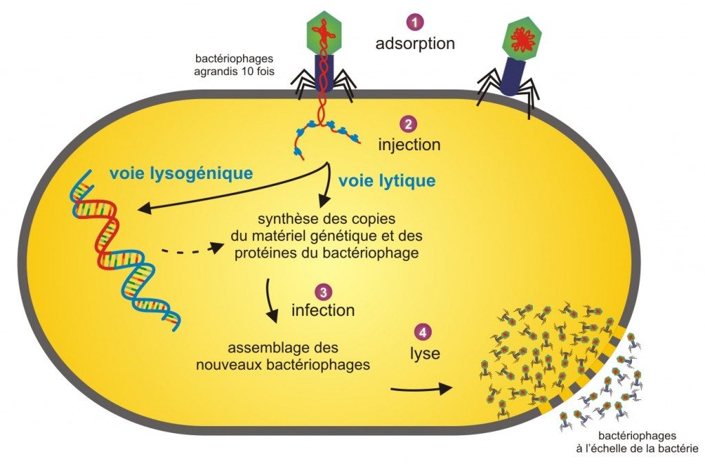 cycle-infectieux-fr-bf