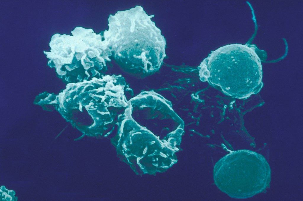 Ana Cumano Lymphocytes And Immunity Research Institut Pasteur