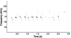Fig 1: Spectrogram of a sequence of pup isolation calls