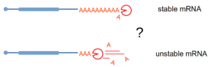 image of two mRNA molecules having poly(A) tails and a question mark about whether the speed of deadenylation changes the stability of mRNA.