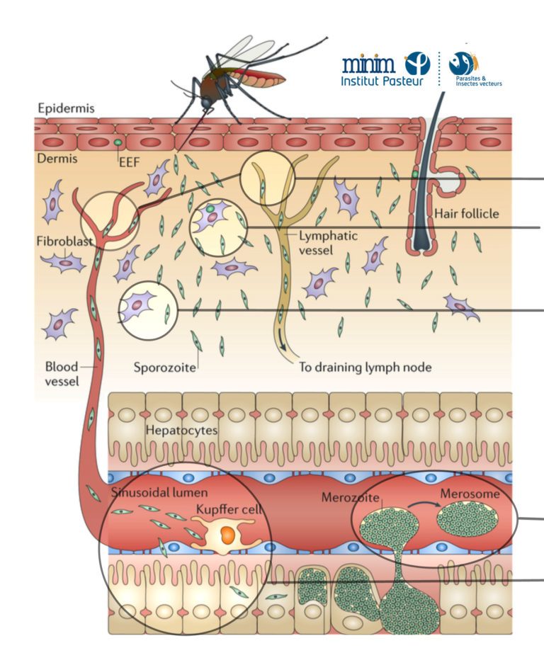 Rogerio Amino - Malaria Infection & Immunity - Research - Institut Pasteur