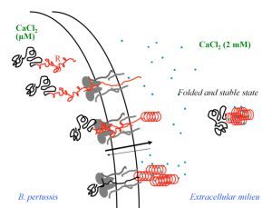 Secretion process of CyaA illustrating the intrinsically disordered nature of the apo-state inside cell and the calcium-loaded folded state in the extracellular milieu.