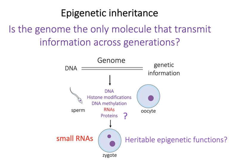Germano Cecere Mechanisms of inheritance Research