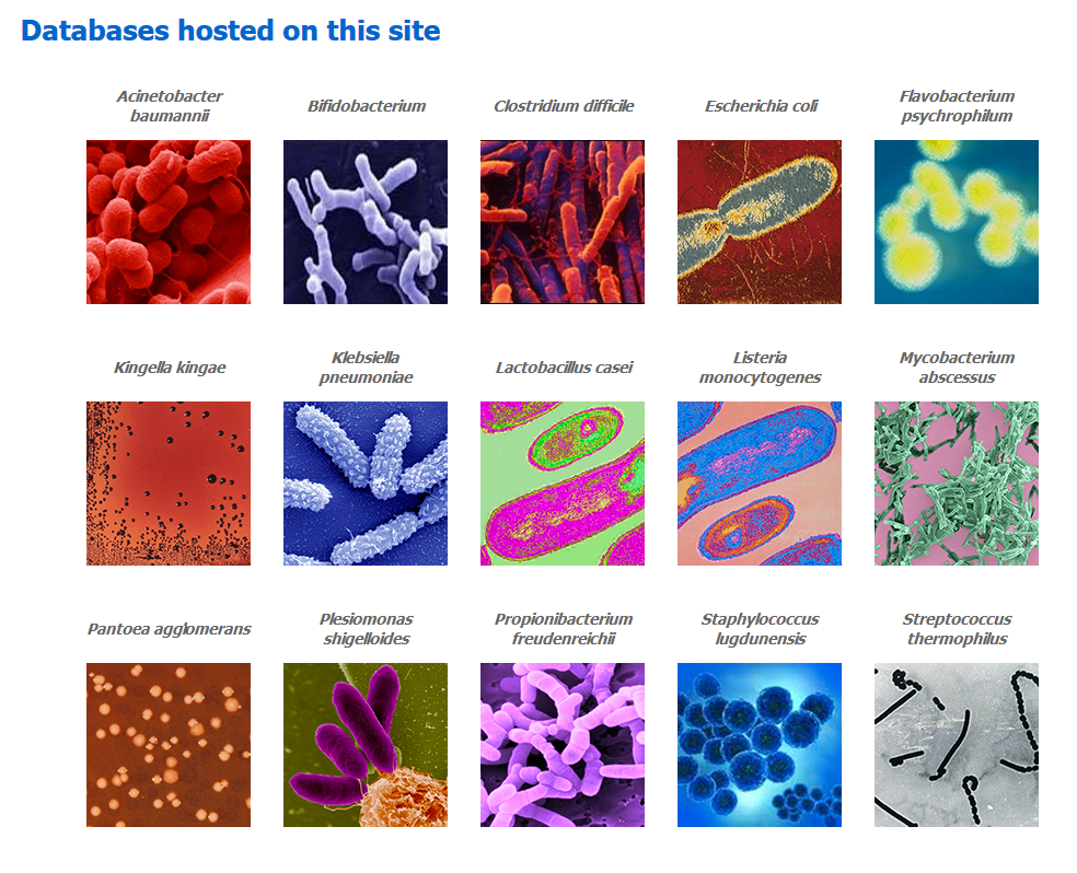 are all bacteria pathogenic