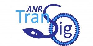 Logo TranSig ANR