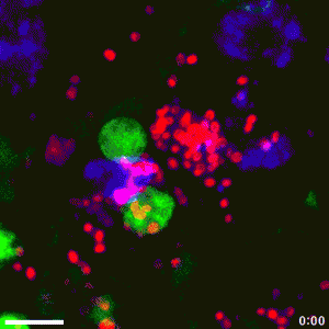 CX3CR1 cells (green), macrophages (blue), B. anthracis spores (red). Confocal microscopy.