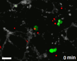 Alveolar collagen (SHG, grey), CX3CR1 cells (green), B. anthracis spores (red).