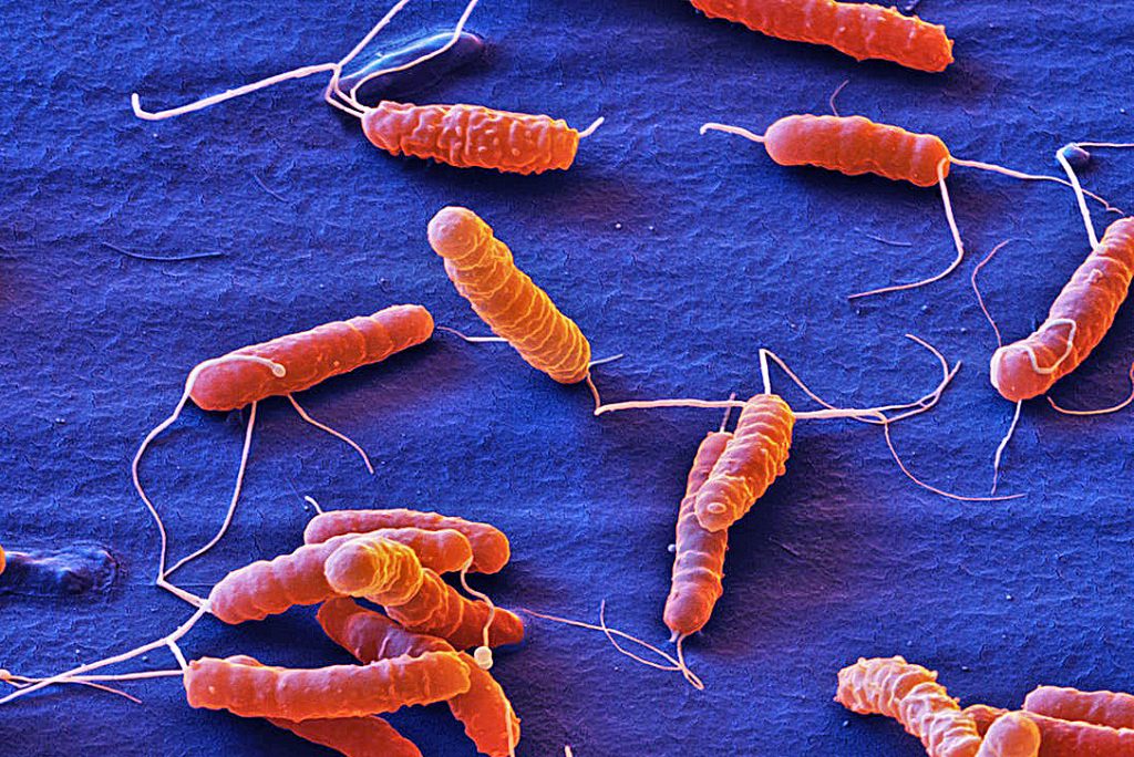 Hilde De Reuse - Helicobacter Pathogenesis • Research - Institut Pasteur