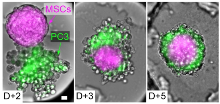 Charles Baroud 3d Cell Culture Spheroids And Organoids Research Institut Pasteur