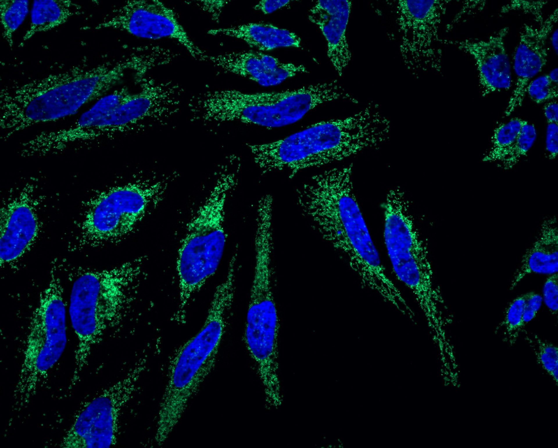 Timothy Wai Biologie Mitochondriale Research Institut Pasteur