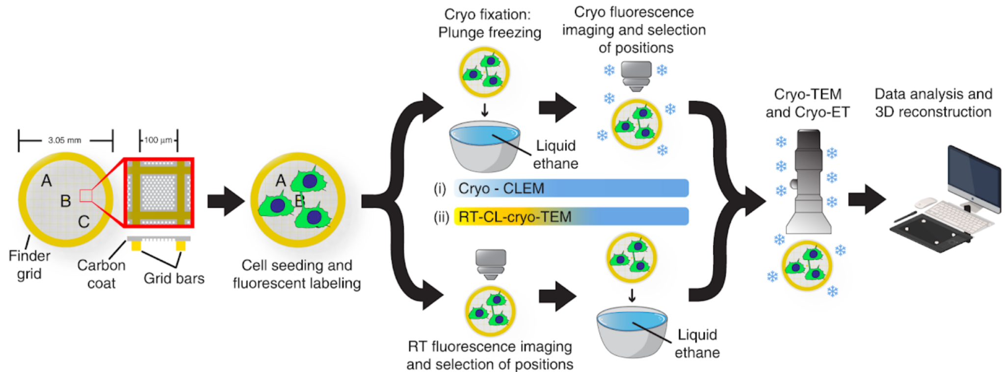 Correlative Light And Electron Microscopy - Research - Institut Pasteur