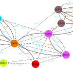 Image of a network of protein interactions for NMD factors.